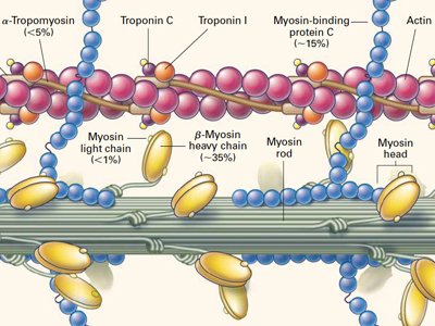 心筋の収縮蛋白(サルコメア)