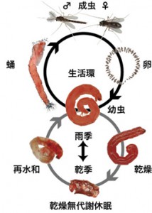 ネムリユスリカの乾燥無代謝休眠と生活環(提供：農業生物資源研究所)