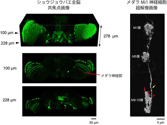 【SeeDB2を用いたショウジョウバエ脳のイメージング】