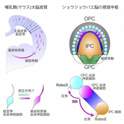 【模式図】