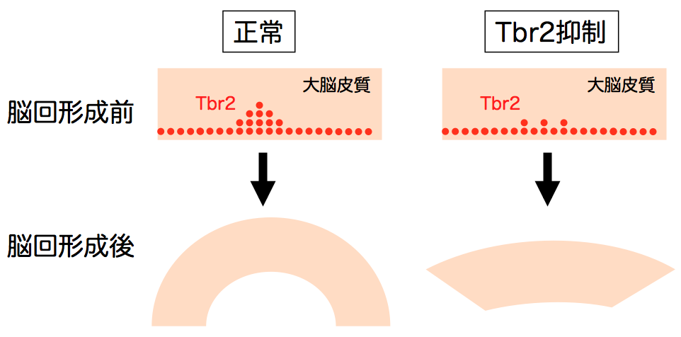 まとめ（図4）