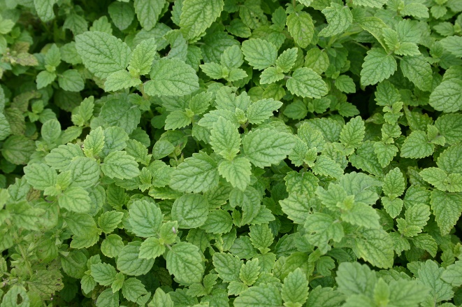 lemon_balm