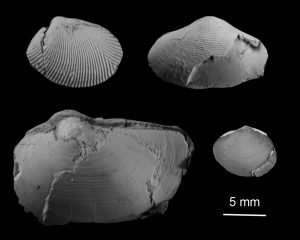 図 1. 発見された恐竜絶滅時の環境変動を生き延びた二枚貝類（写真：上越教育大提供）