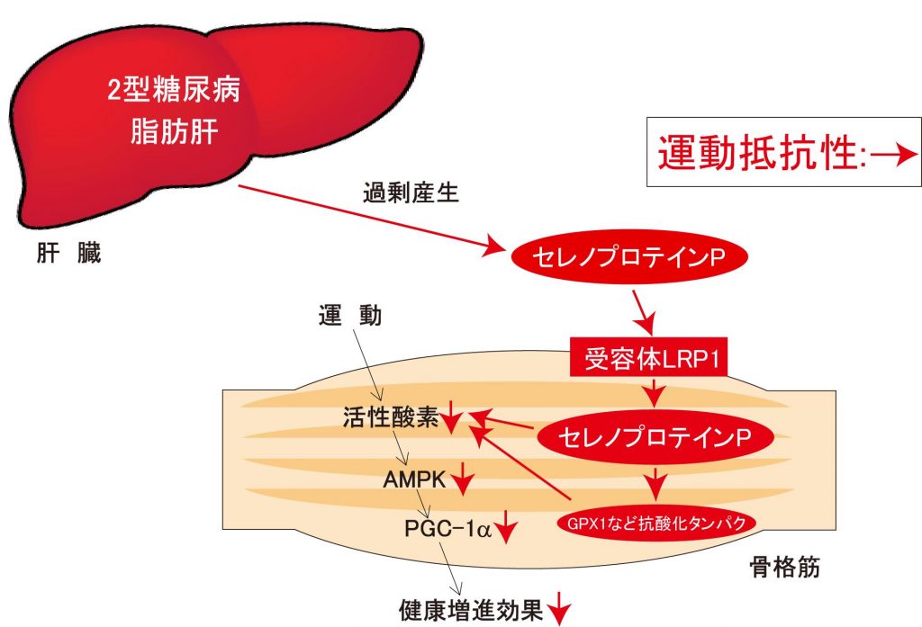 肝臓から分泌されたヘパトカインであるセレノプロテインPは，筋において受容体LRP1を介して作用し，運動抵抗性を誘導する