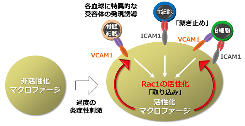 貪食 能 を 有する の は どれ か