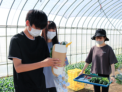 小松菜の袋詰めを体験する学生ら