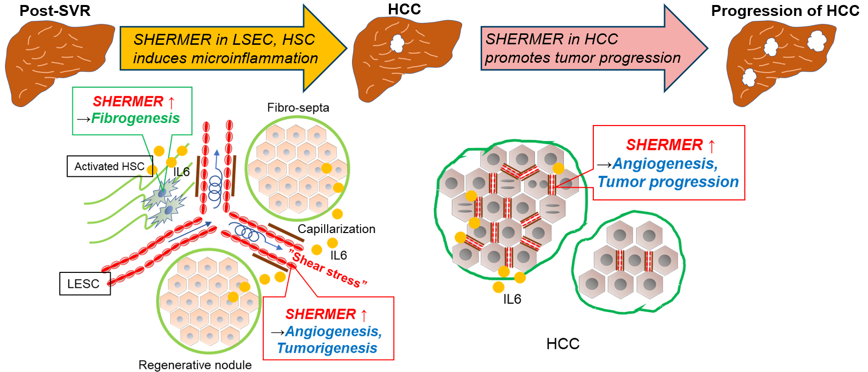 遺伝子型と各型の治療法についての現在の研究は何ですか?