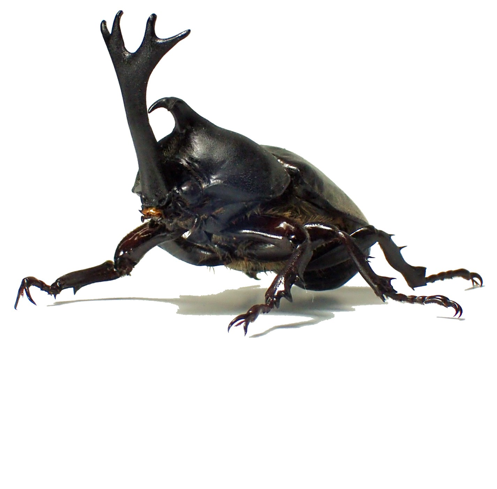 カブトムシのゲノムを解読し公開 – 金沢大学