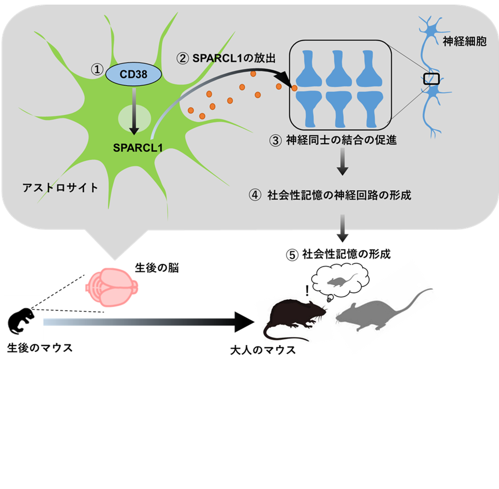 【中古】 「怒り」の正体 精神医学からみた「怒り」の構造とその制御について/バジリコ/和田秀樹（心理・教育評論家） 怒り」の正体 : 精神医学からみた「怒り」の構造とその制御