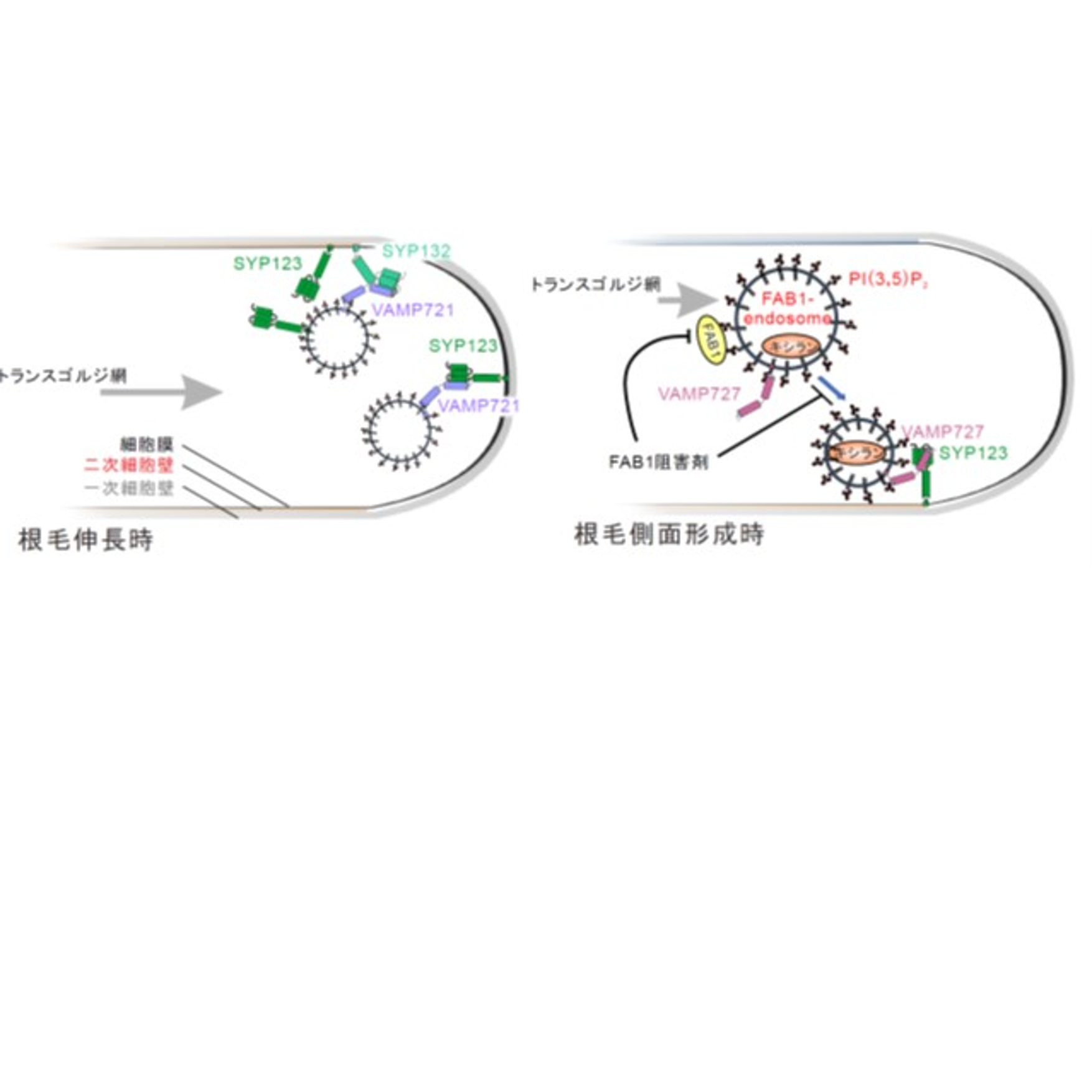 植物の根毛側面に細胞壁成分を輸送する経路を発見 ~根毛はなぜ細長い形を維持できる?~ – 金沢大学