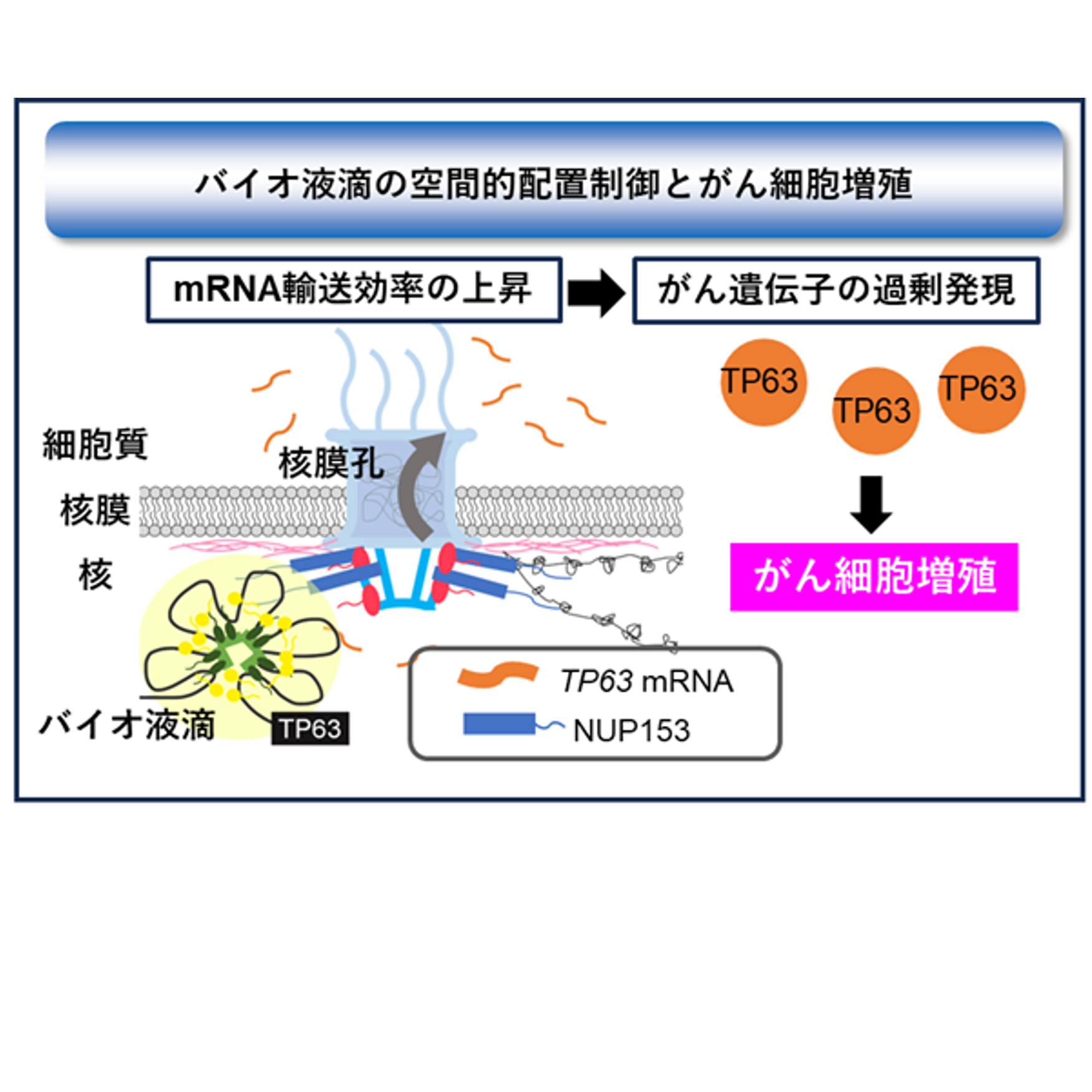 バイオ液滴の操作により，がん細胞の増殖制御に成功！ – 金沢大学