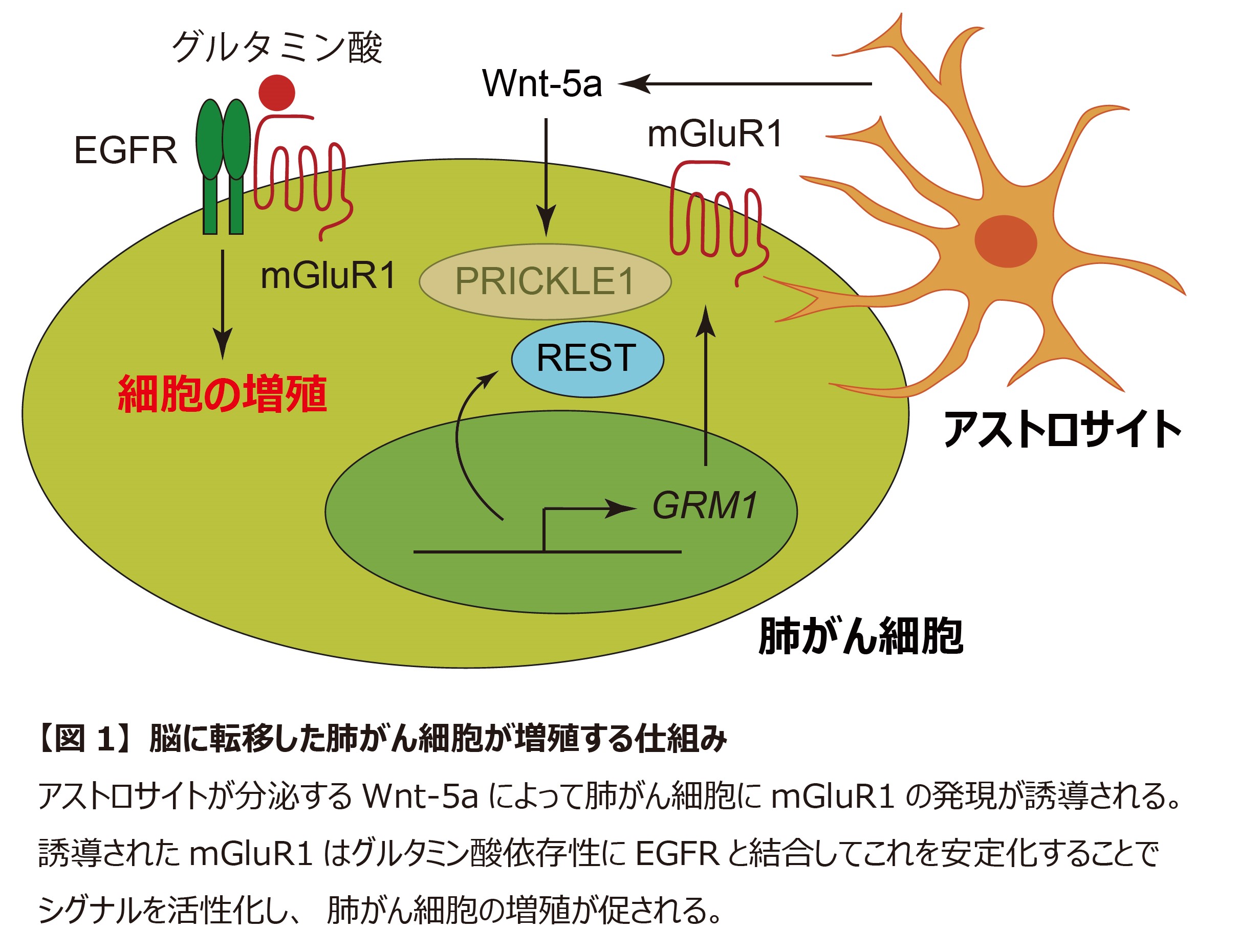 肺がんが脳に転移した場合の余命はどのくらいですか?