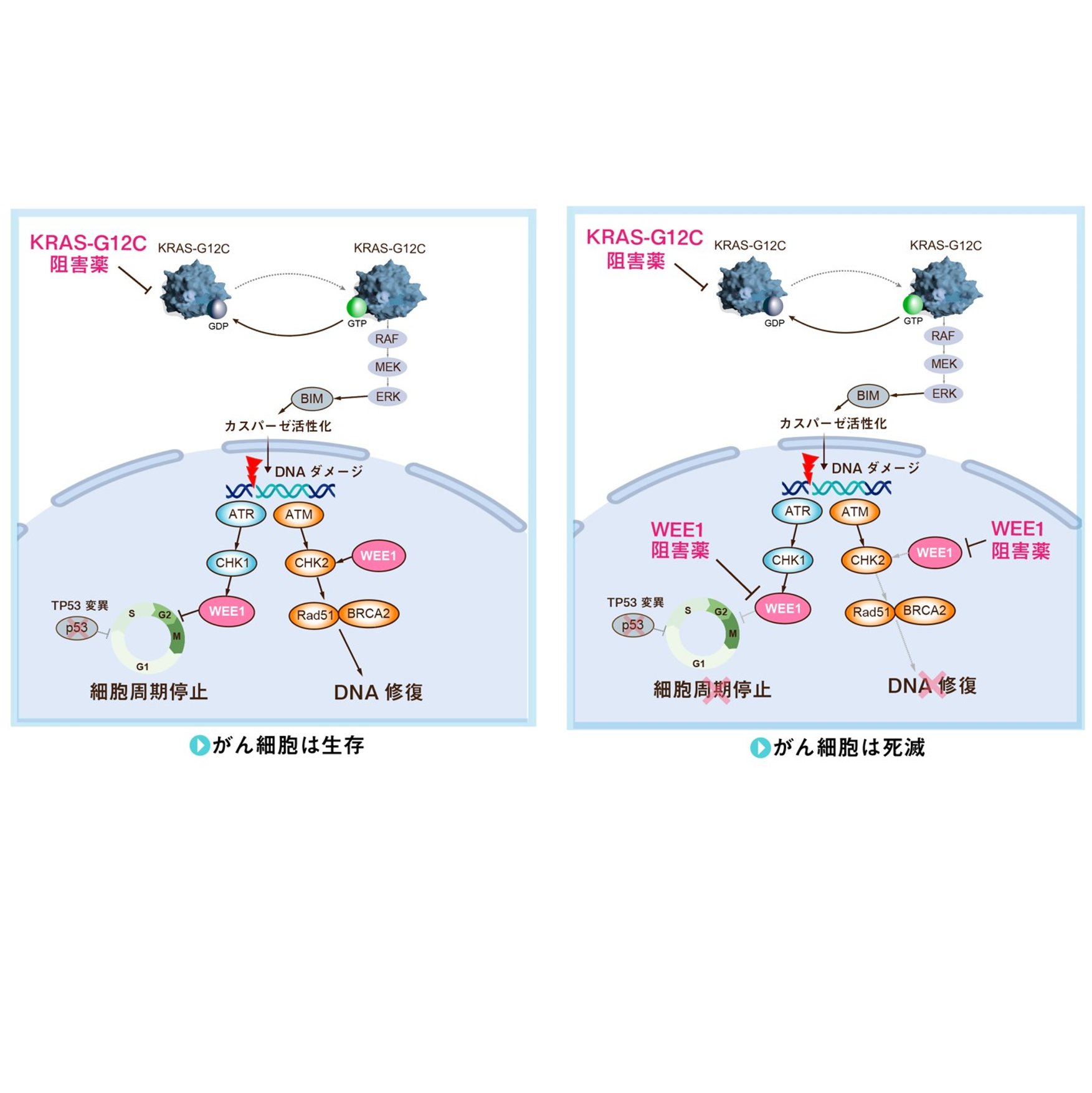 最新臨床肺癌学2022年12月号 m3電子書籍 | 病理と臨床 2023年10月号（41巻10号） 胸腺・縦隔