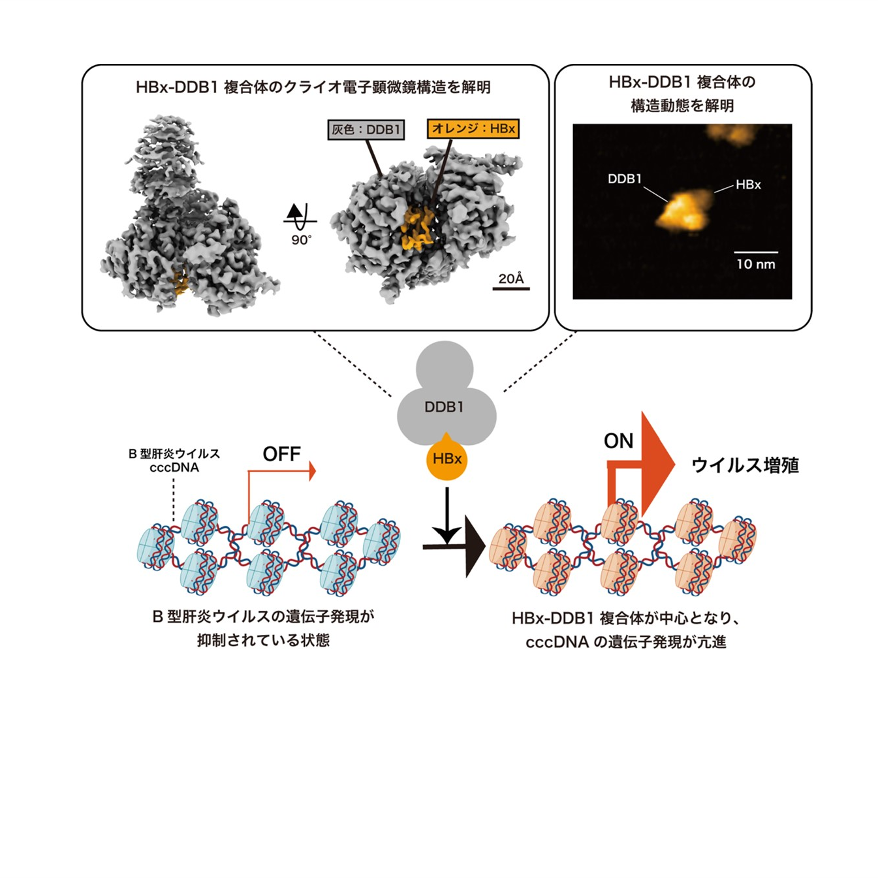 直立機構と発病のメカニズム 「人」と「病」の正体を解明する 直立機構と発病のメカニズム 「人」と「病」の正体を解明する