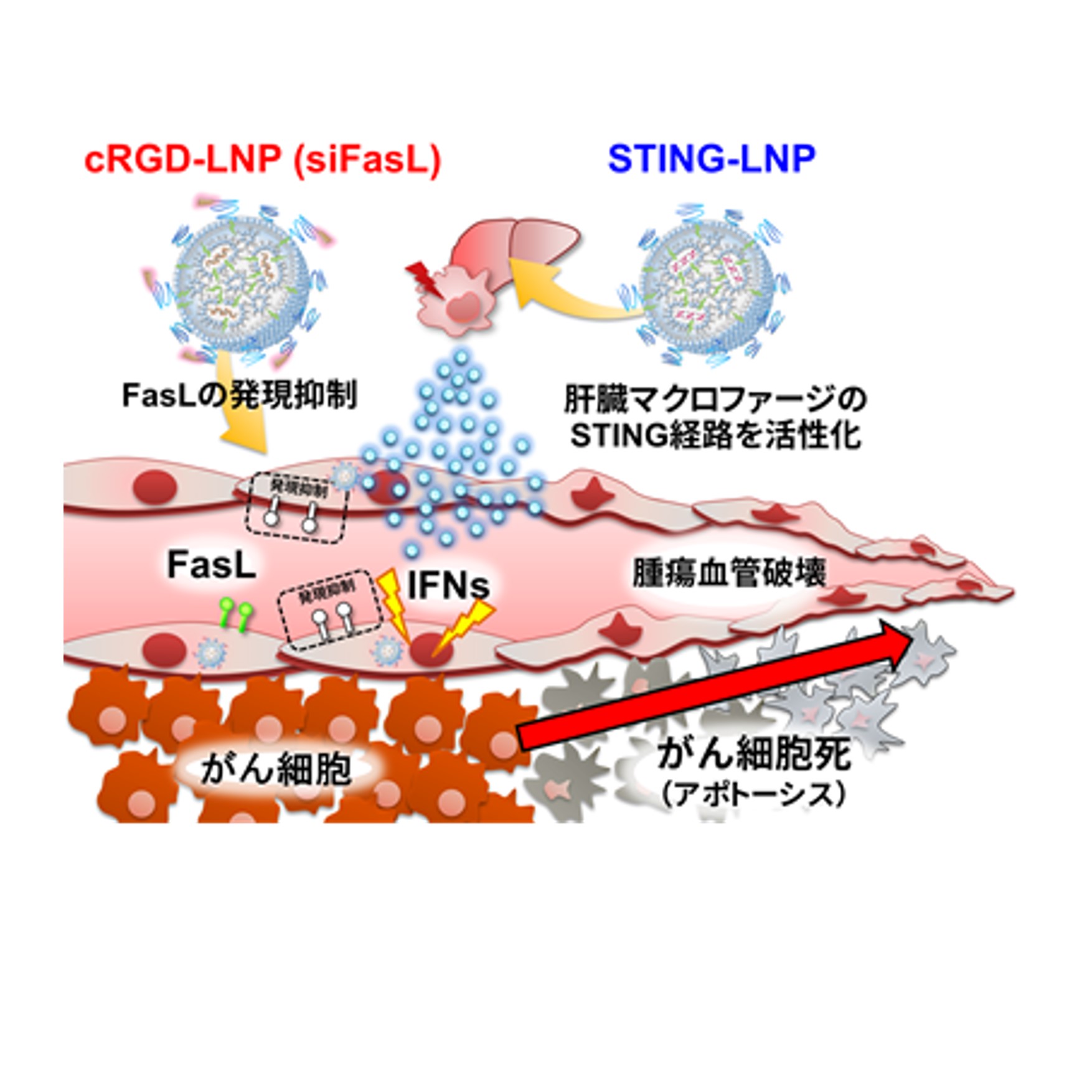 腫瘍内の血管を破壊する新しいがん治療法の開発に成功 – 金沢大学