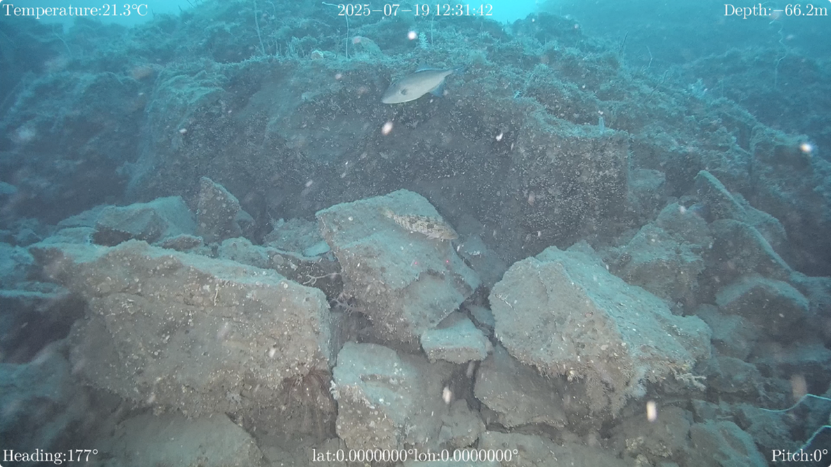 鈴木　信雄 ／ ジェンキンズ ロバートさん 写真