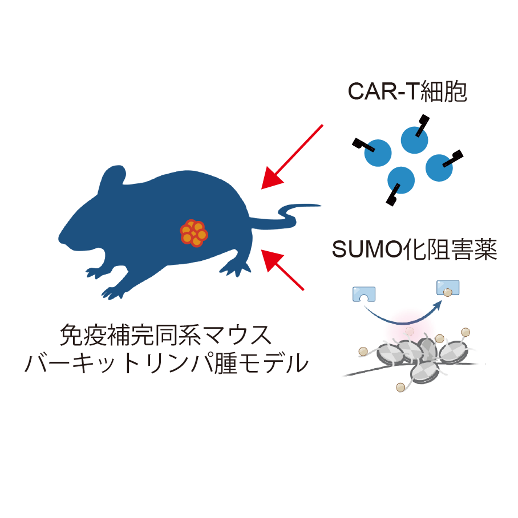 悪性リンパ腫に対する革新的な治療法を開発！ – 金沢大学