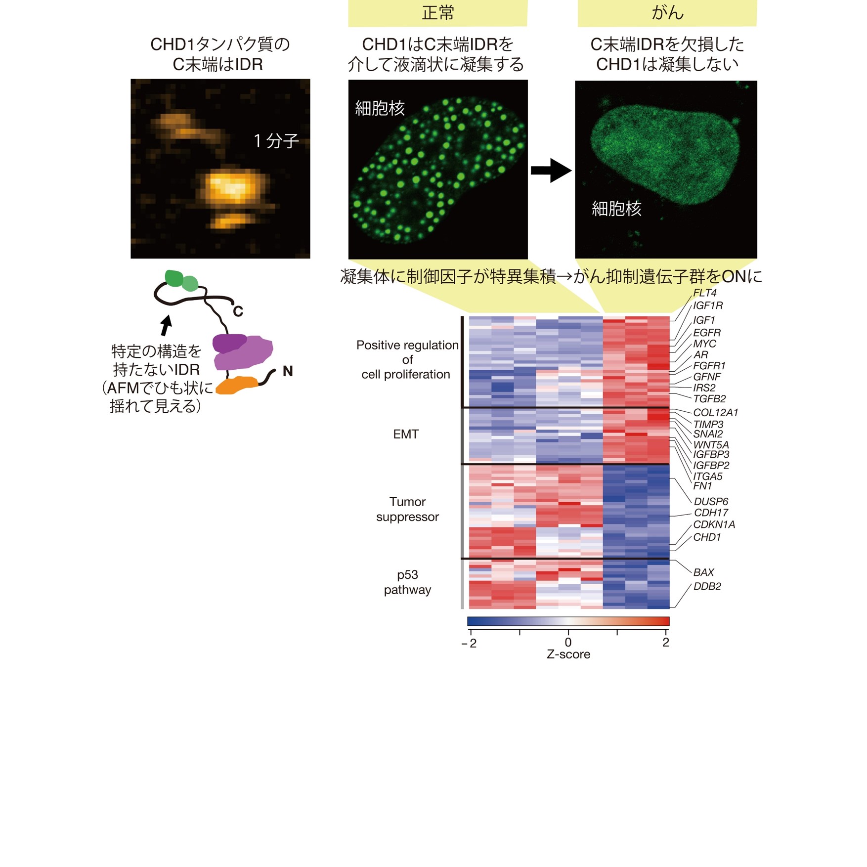 クロマチン制御分子（CHD1）の液滴形成が細胞運命を制御する ―がんの