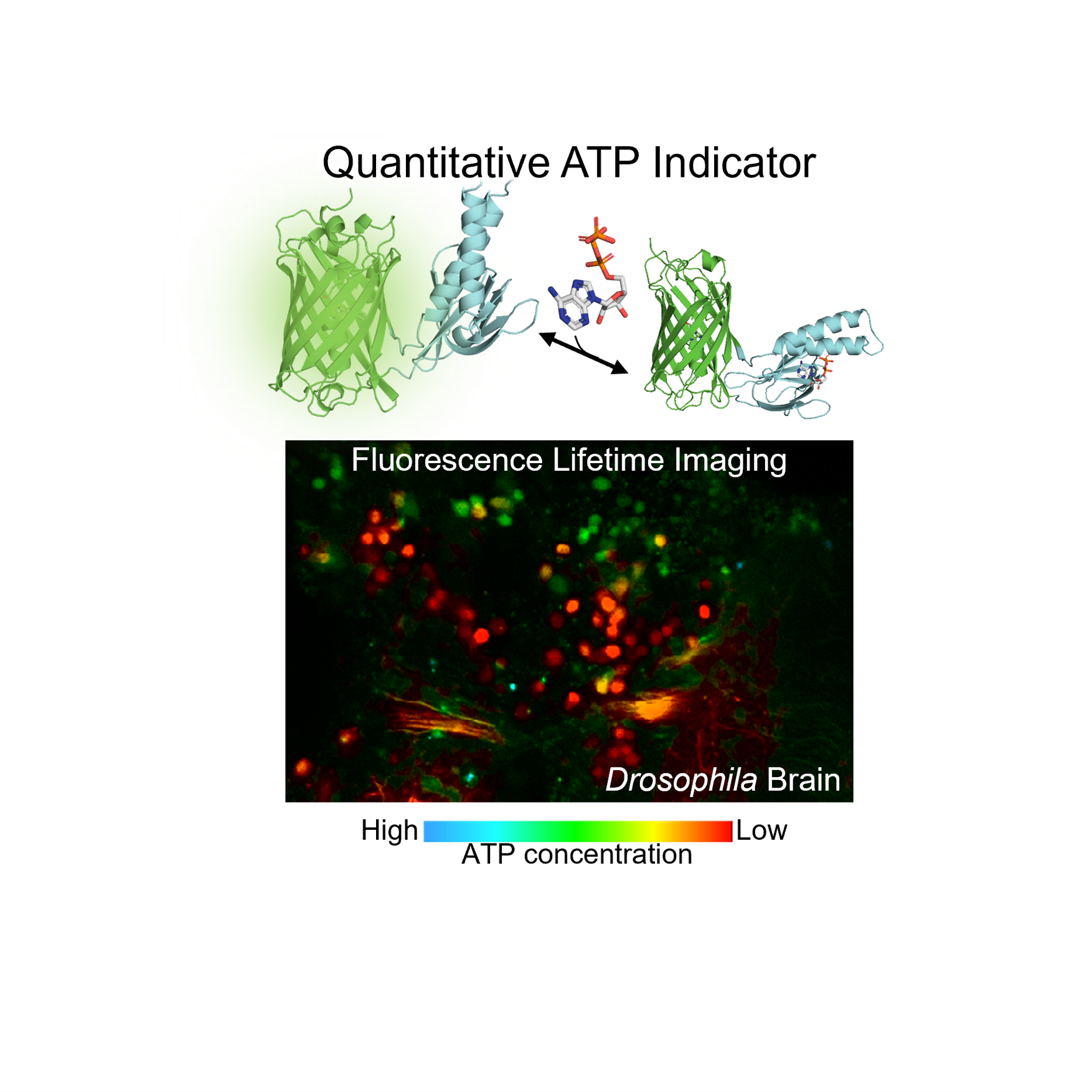 細胞内の ATP 濃度を決定できる蛍光寿命型センサーの開発に成功 – 金沢大学