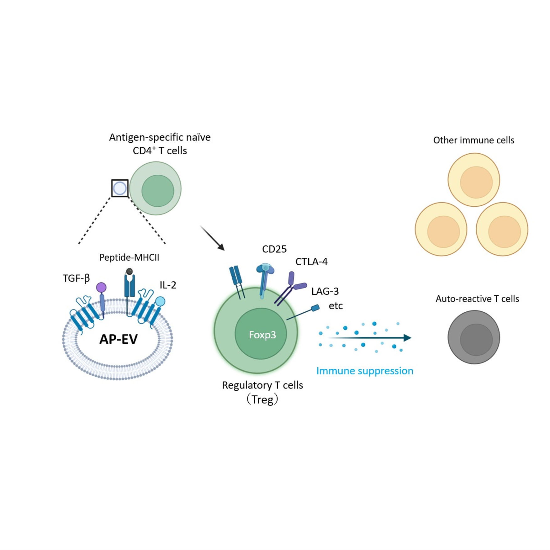 華山 力成さん 写真