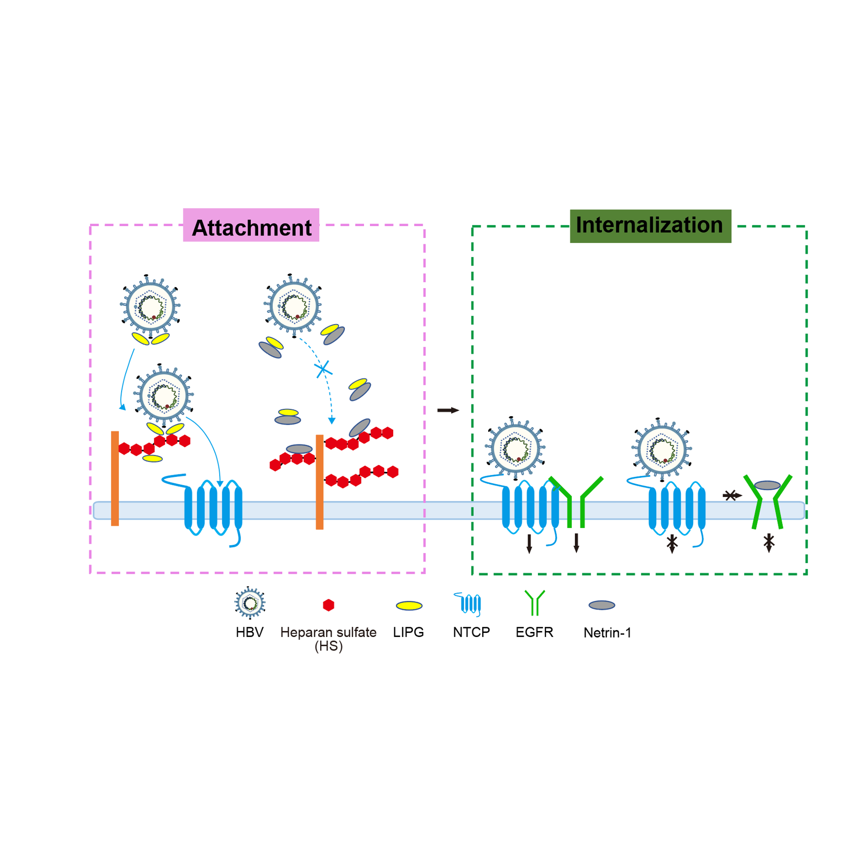 本多 政夫さん 写真