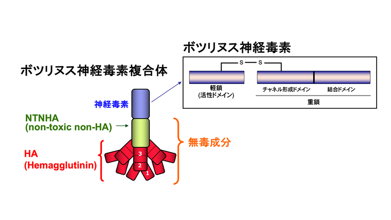 藤永 由佳子さん 写真
