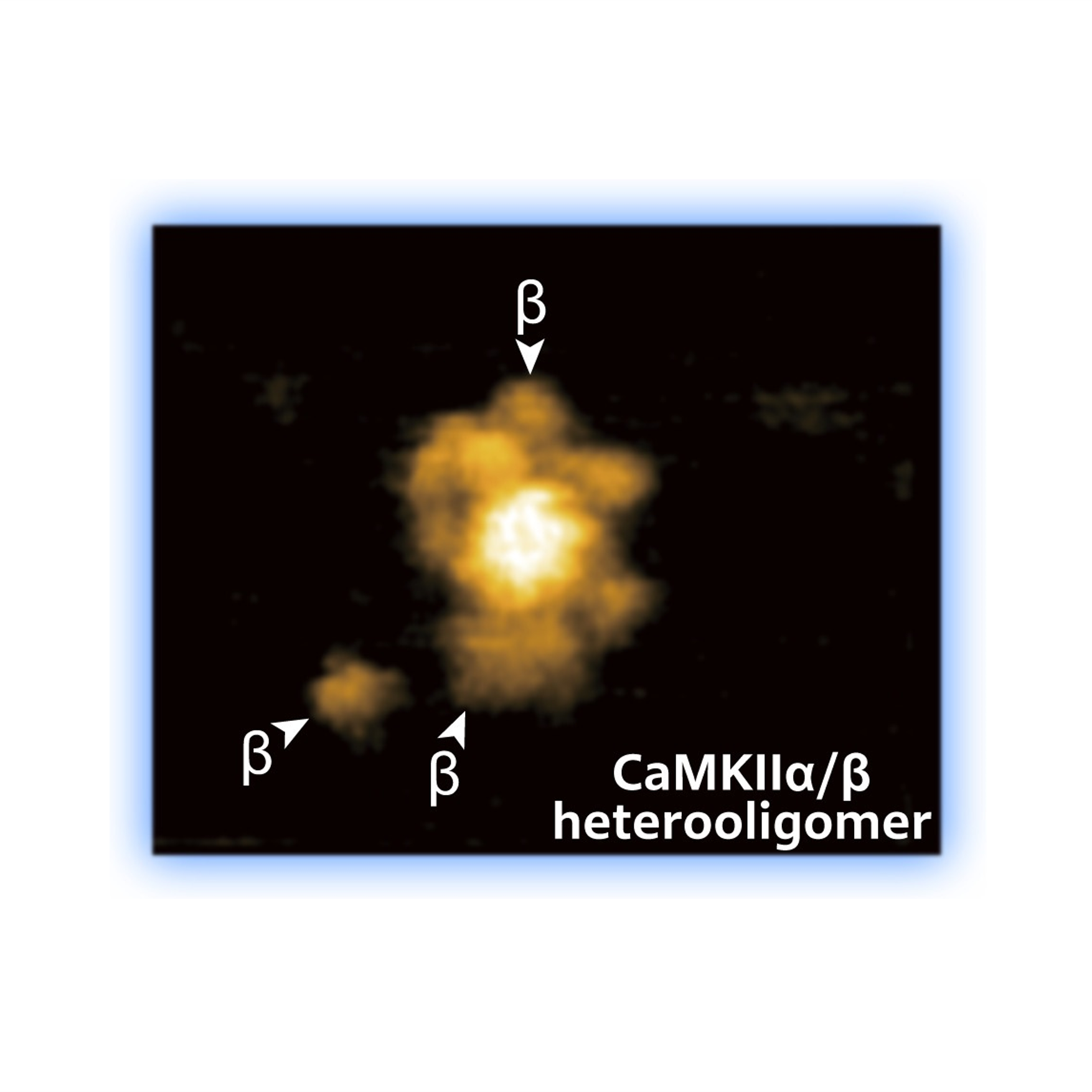 柴田 幹大さん 写真