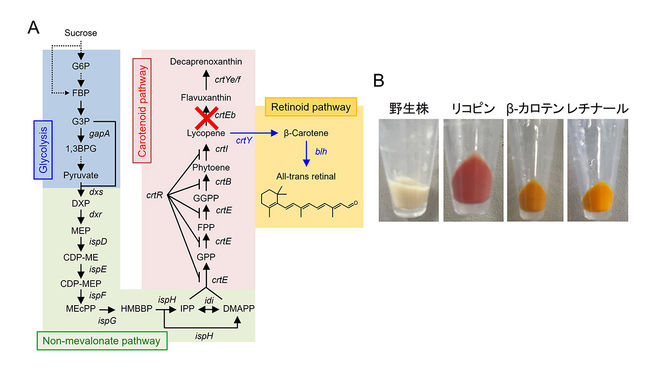 柘植 陽太さん 写真