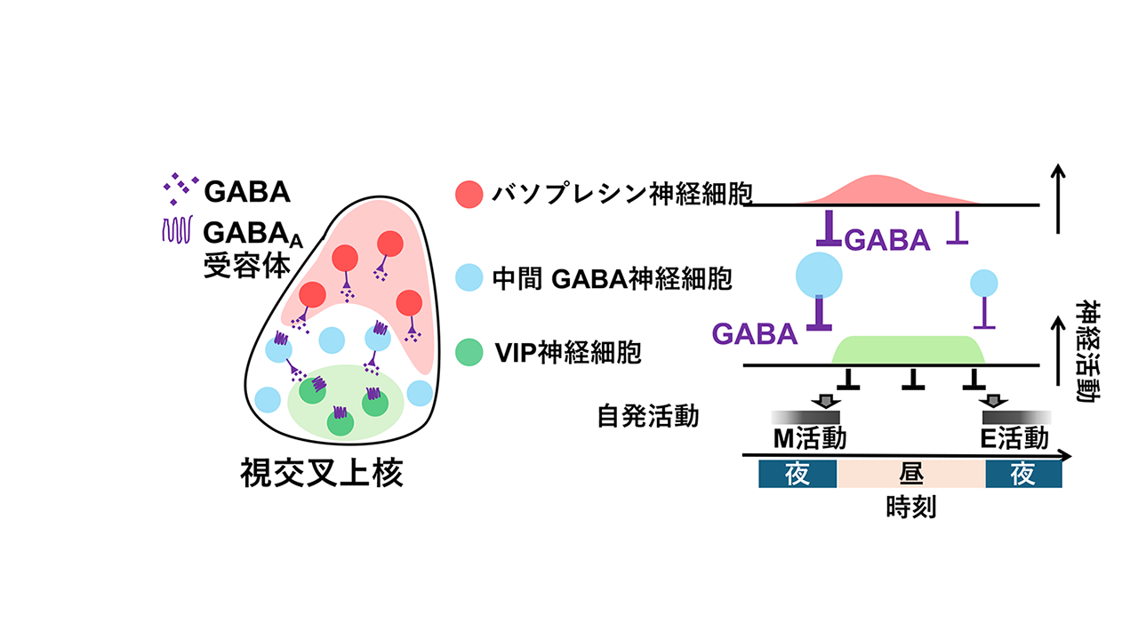 三枝 理博／津野 祐輔さん 写真