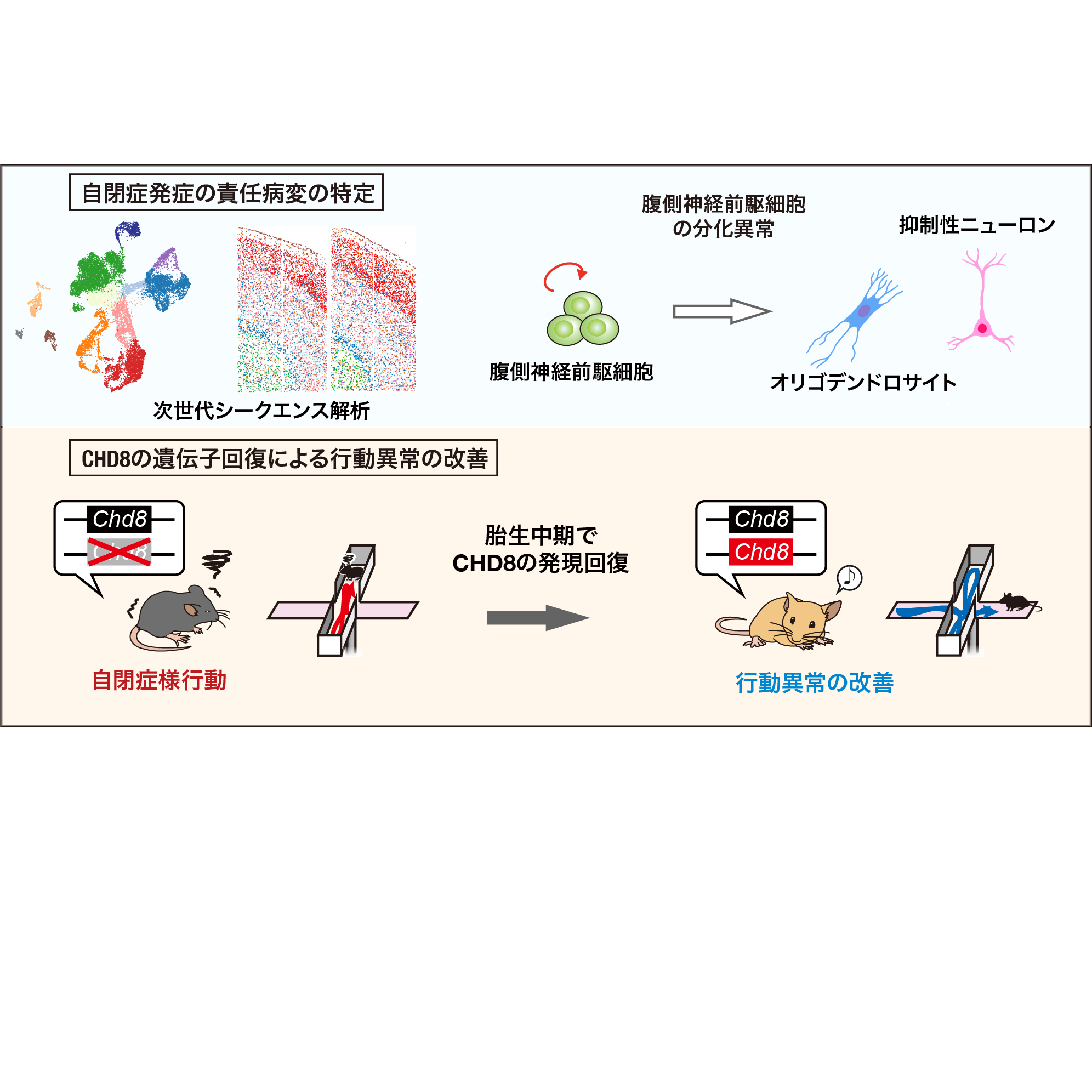 胎児期の細胞分化異常が自閉症様行動を引き起こすことを解明 ―自閉症の